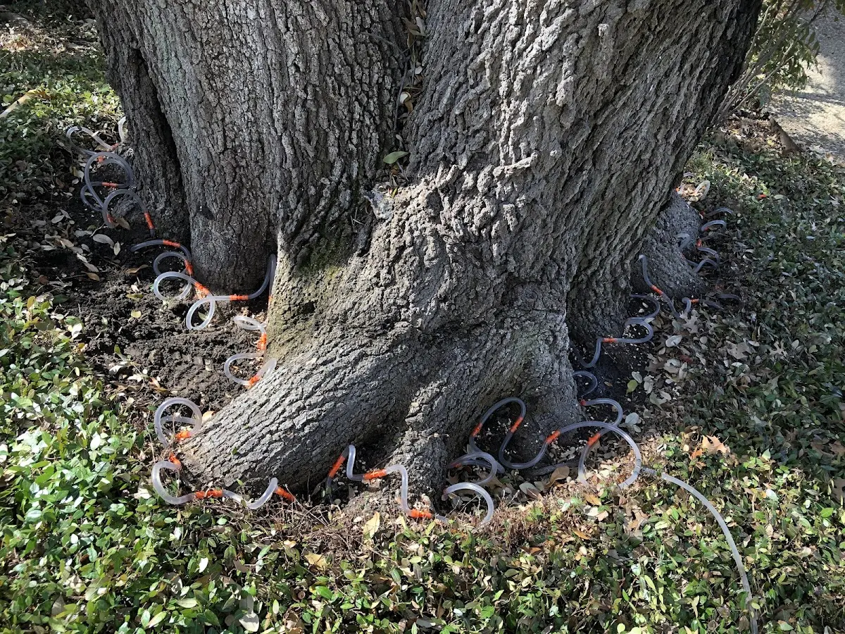 Detailed Tree Cabling and Bracing job site in Park Ridge