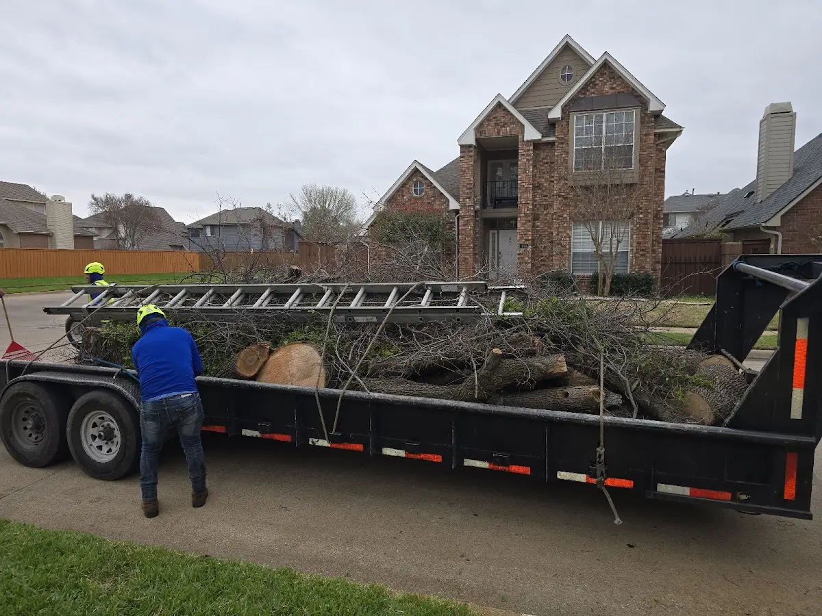 Expert Tree Removal with proper safety equipment in Park Ridge